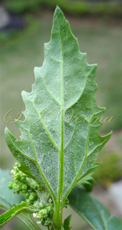  Leaf (Abaxial View) with vesicular hairs